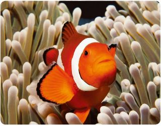 Obrázek z Magnet 3D 7x9cm - klaun očkatý (12) 