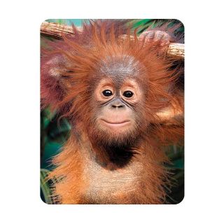 Obrázek z Magnet 3D 7x9cm - orangutan (25) 