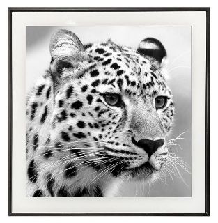 Obrázek z Obrázek černobílý 30x30cm - gepard 