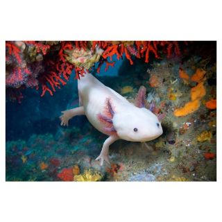 Obrázek z Magnet 3D 7x9cm - axolotl (12) 